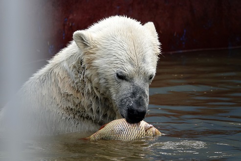 ペルミ動物園でのセリクとミルカ（ユムカ）との再会 ～ 寂しさが漂うアンデルマの不在_a0151913_425458.jpg