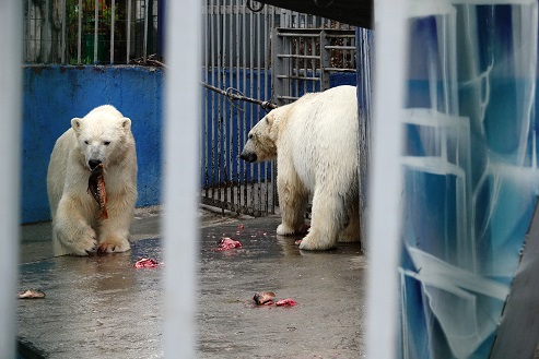 ペルミ動物園でのセリクとミルカ（ユムカ）との再会 ～ 寂しさが漂うアンデルマの不在_a0151913_4324515.jpg