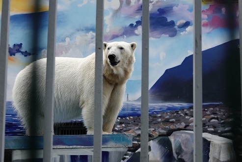 ペルミ動物園でのセリクとミルカ（ユムカ）との再会 ～ 寂しさが漂うアンデルマの不在_a0151913_456463.jpg