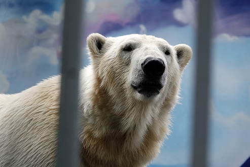 ペルミ動物園でのセリクとミルカ（ユムカ）との再会 ～ 寂しさが漂うアンデルマの不在_a0151913_501264.jpg