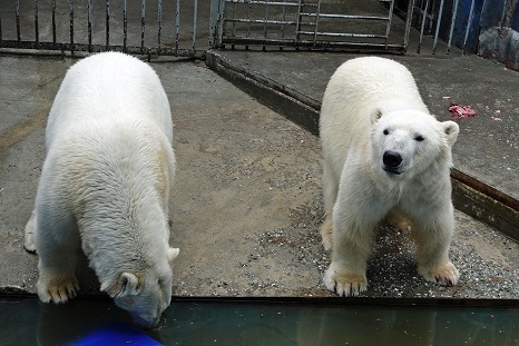 ペルミ動物園でのセリクとミルカ（ユムカ）との再会 ～ 寂しさが漂うアンデルマの不在_a0151913_5513495.jpg