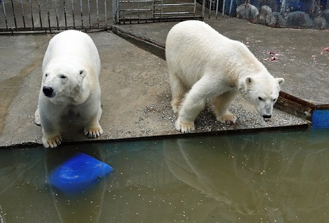 ペルミ動物園でのセリクとミルカ（ユムカ）との再会 ～ 寂しさが漂うアンデルマの不在_a0151913_5515065.jpg