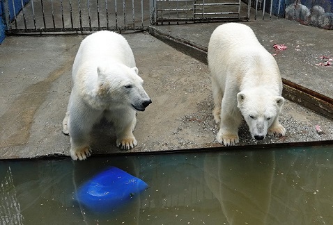 ペルミ動物園でのセリクとミルカ（ユムカ）との再会 ～ 寂しさが漂うアンデルマの不在_a0151913_5521388.jpg