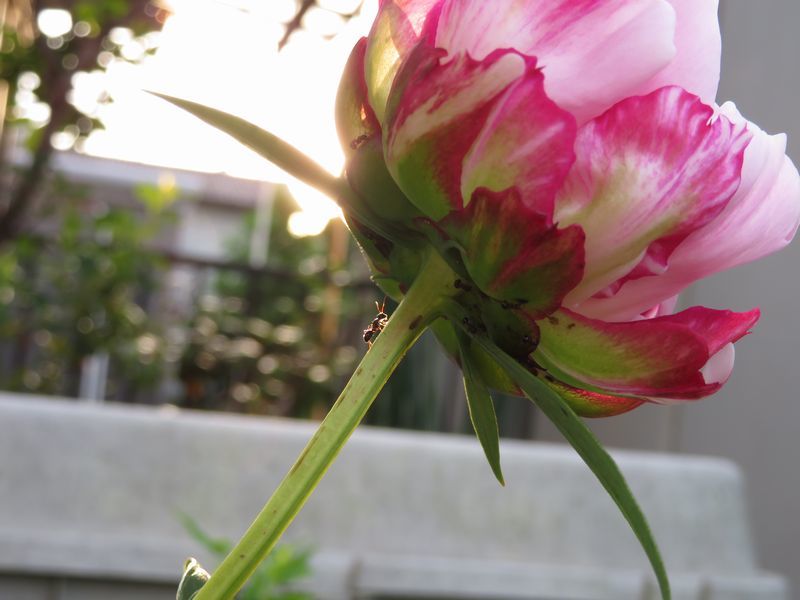 d0065113_10092691.jpg