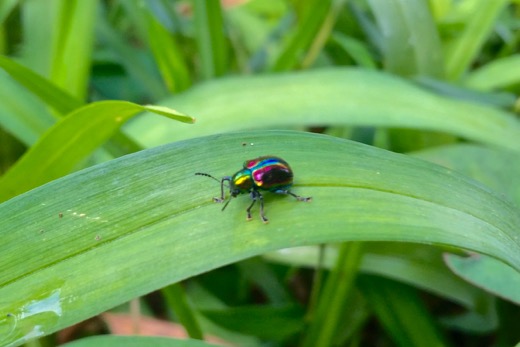 ハラアカマルセイボウ 腹赤丸青蜂 と 輝く虫たち 世話要らずの庭