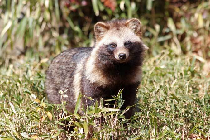 三月の多摩動物公園 もふもふタヌキと去り行く景色 続々 動物園ありマス