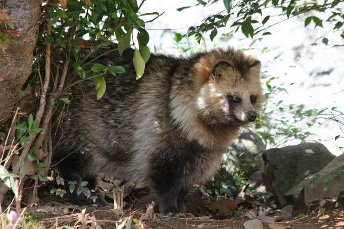 三月の多摩動物公園～もふもふタヌキと去り行く景色_b0355317_22054131.jpg