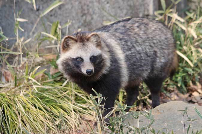 三月の多摩動物公園 もふもふタヌキと去り行く景色 続々 動物園ありマス