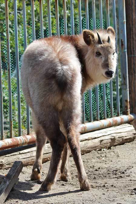 三月の多摩動物公園～もふもふタヌキと去り行く景色_b0355317_22112704.jpg