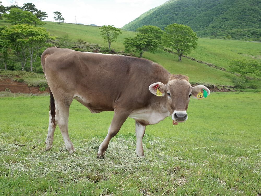 霧降高原・大笹牧場のブラウンスイス種乳牛のポートレイト集♪_a0031821_15063960.jpg