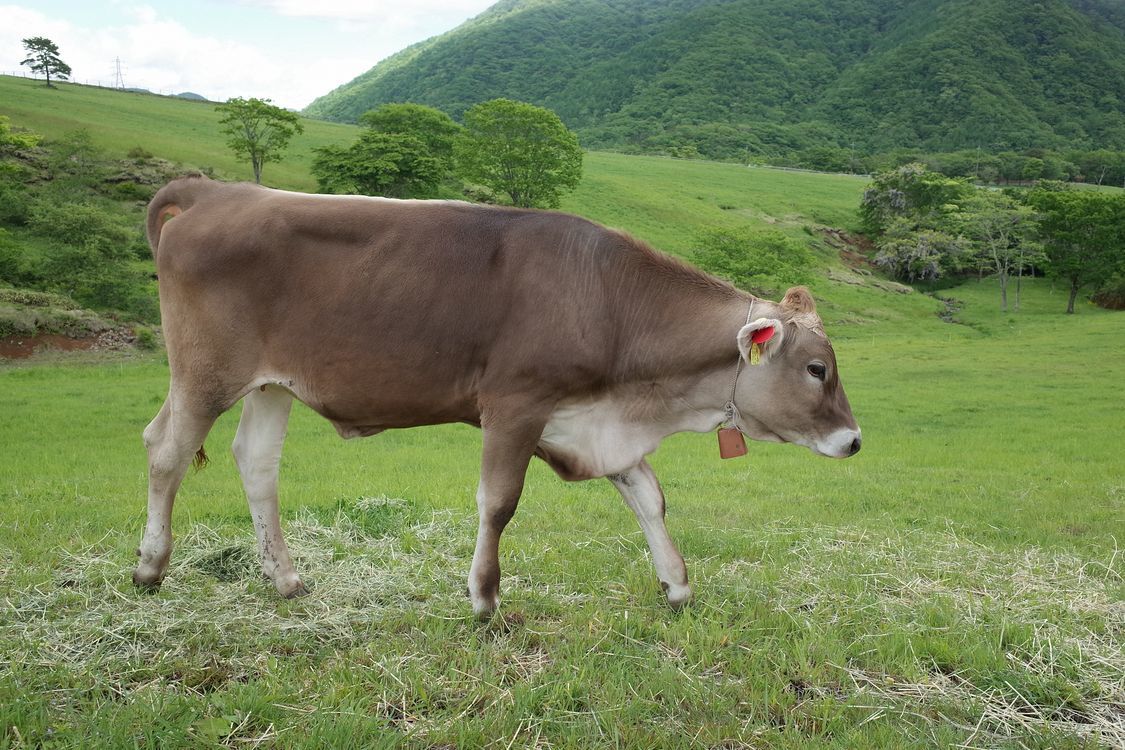 霧降高原・大笹牧場のブラウンスイス種乳牛のポートレイト集♪_a0031821_15070934.jpg