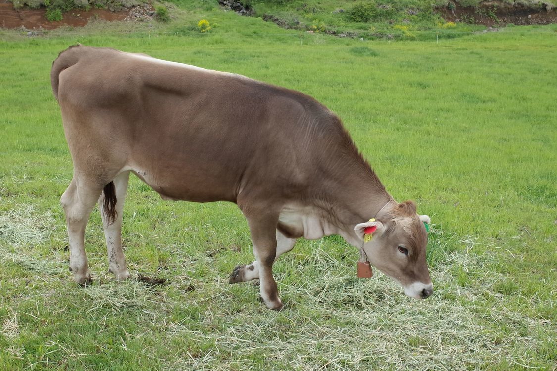 霧降高原・大笹牧場のブラウンスイス種乳牛のポートレイト集♪_a0031821_15100512.jpg
