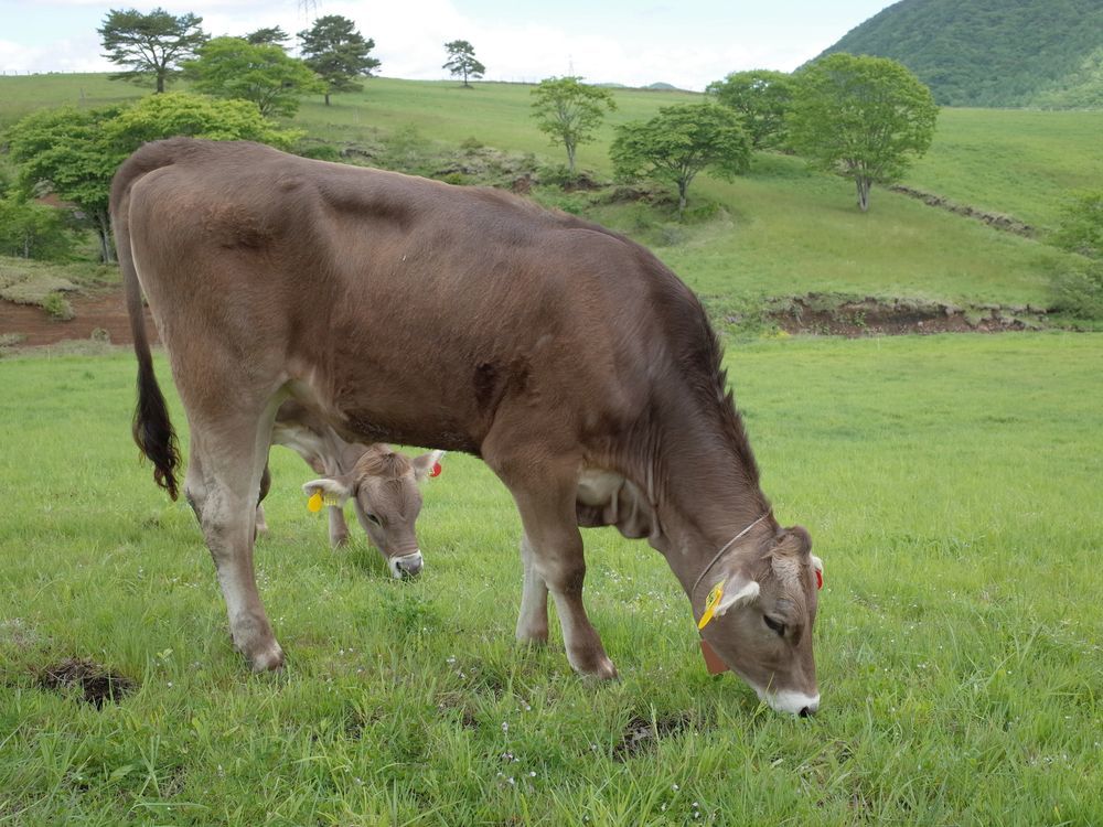 霧降高原・大笹牧場のブラウンスイス種乳牛のポートレイト集♪_a0031821_15113528.jpg