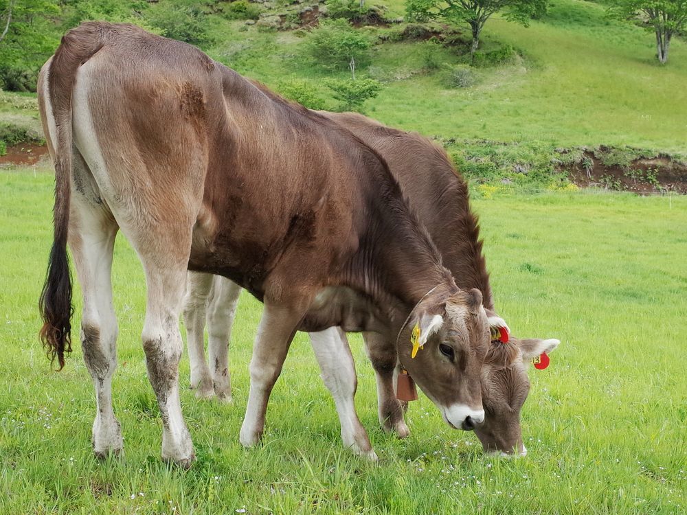 霧降高原・大笹牧場のブラウンスイス種乳牛のポートレイト集♪_a0031821_15122806.jpg