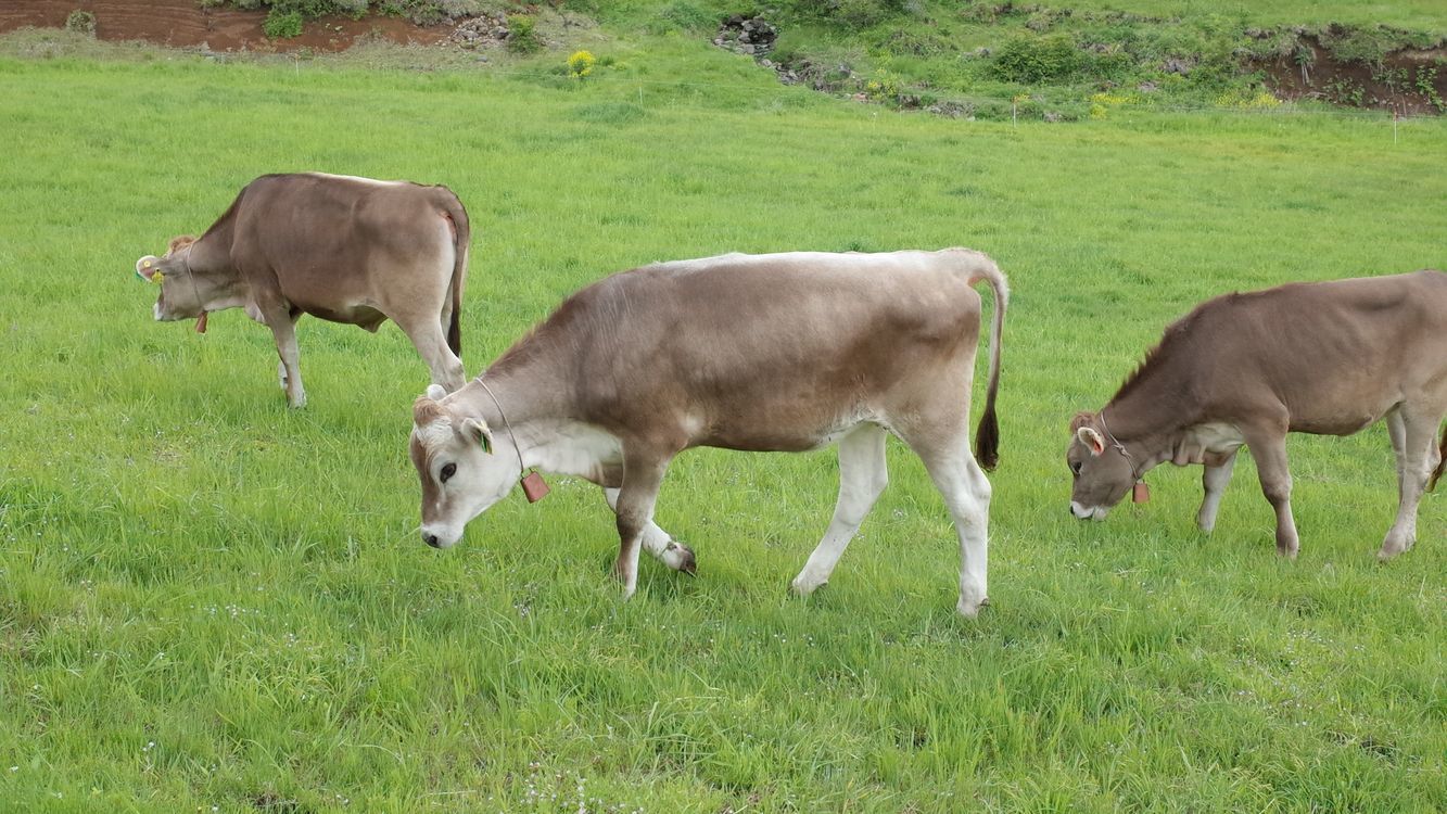 霧降高原・大笹牧場のブラウンスイス種乳牛のポートレイト集♪_a0031821_15135597.jpg
