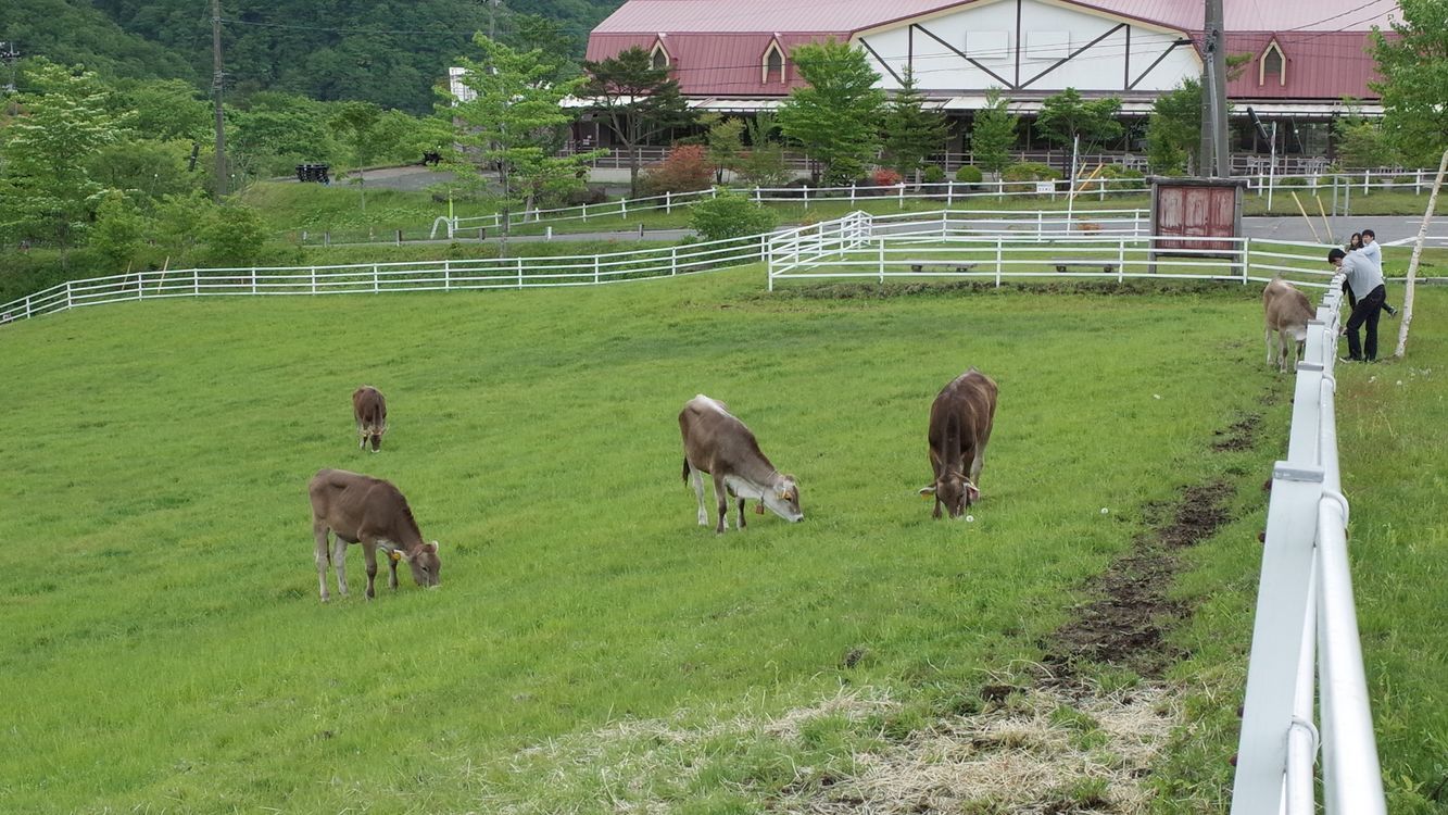 霧降高原・大笹牧場のブラウンスイス種乳牛のポートレイト集♪_a0031821_15152415.jpg