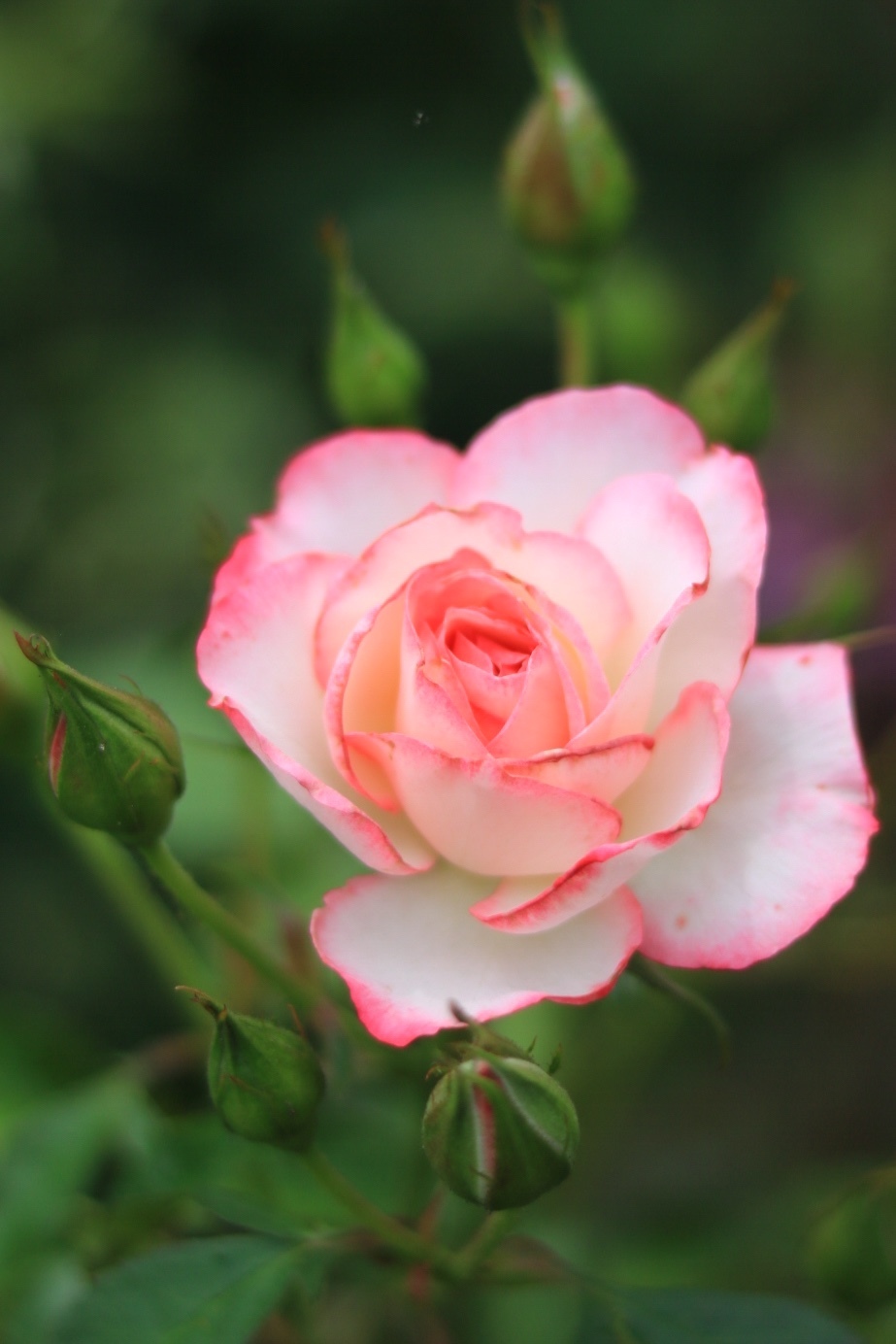 深谷市秘密の花園「ナチュラルガーデン」さんへ_c0366722_20450931.jpeg