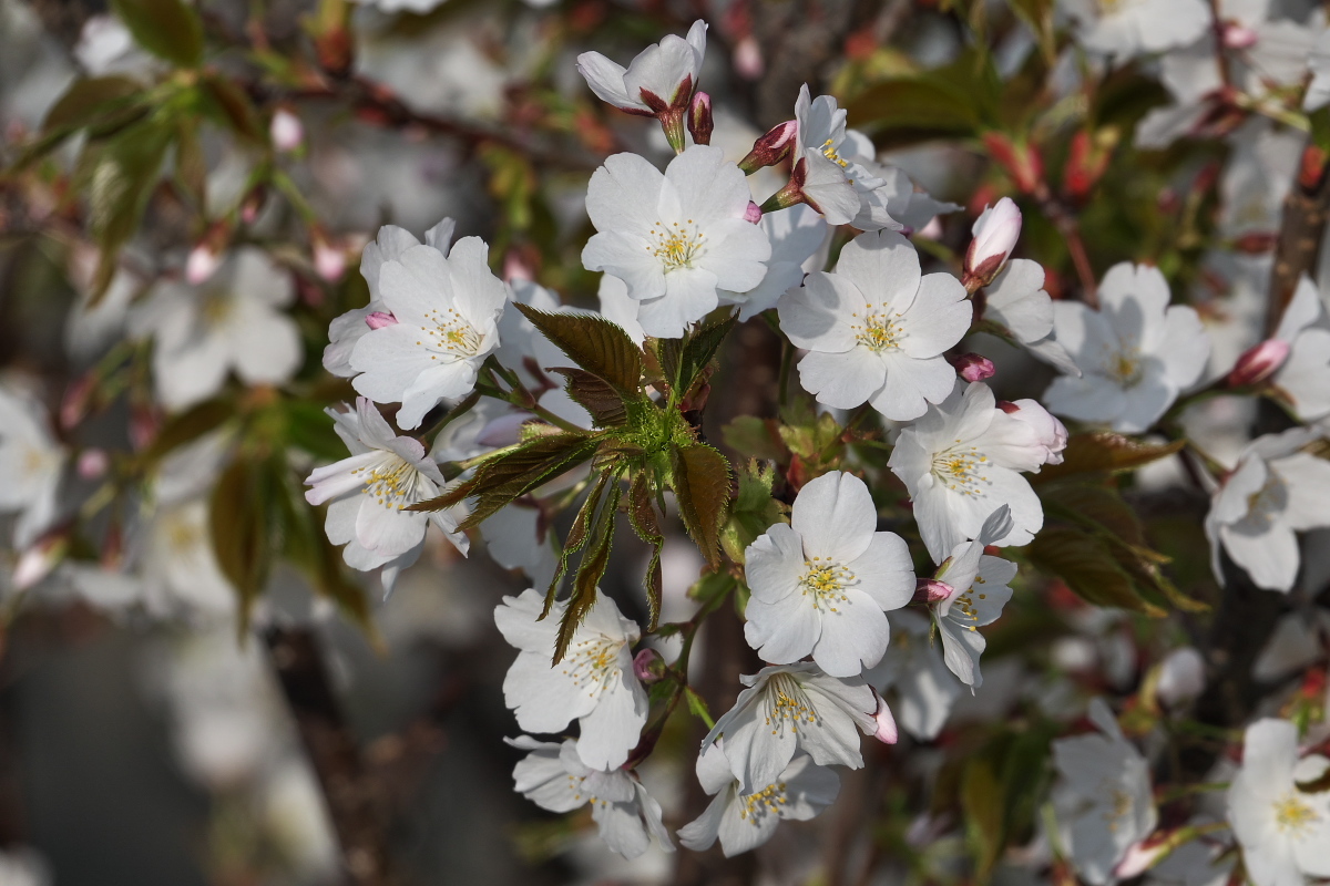 RX10M4で撮る「花と昆虫」_d0137627_23113718.jpg