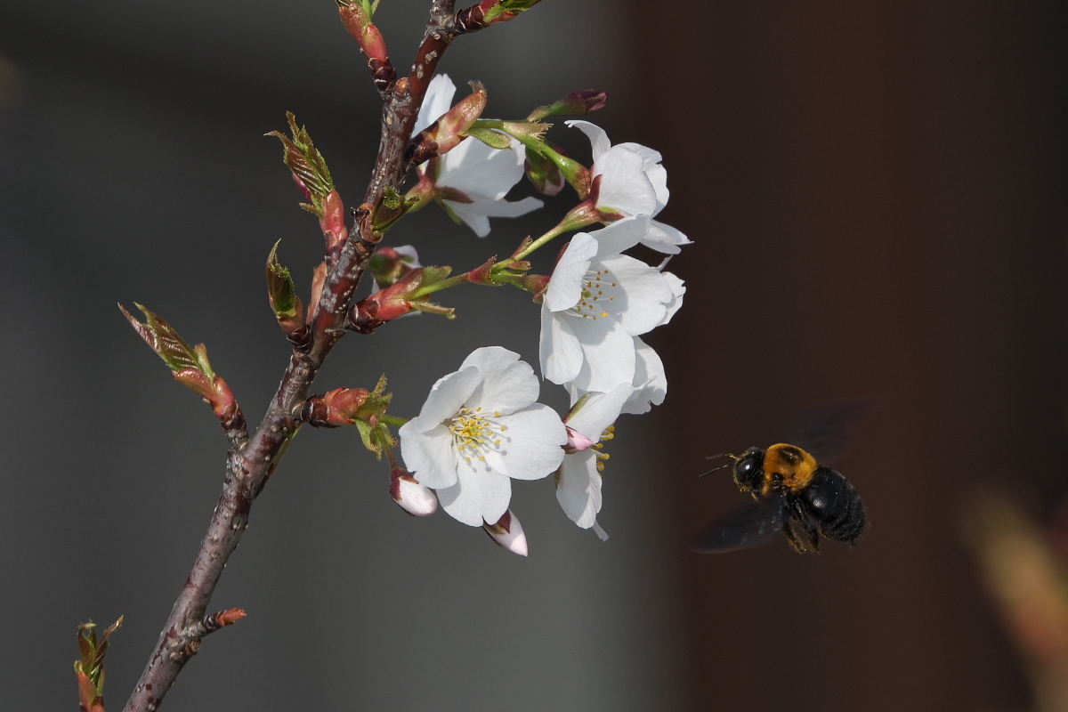 RX10M4で撮る「花と昆虫」_d0137627_23144081.jpg