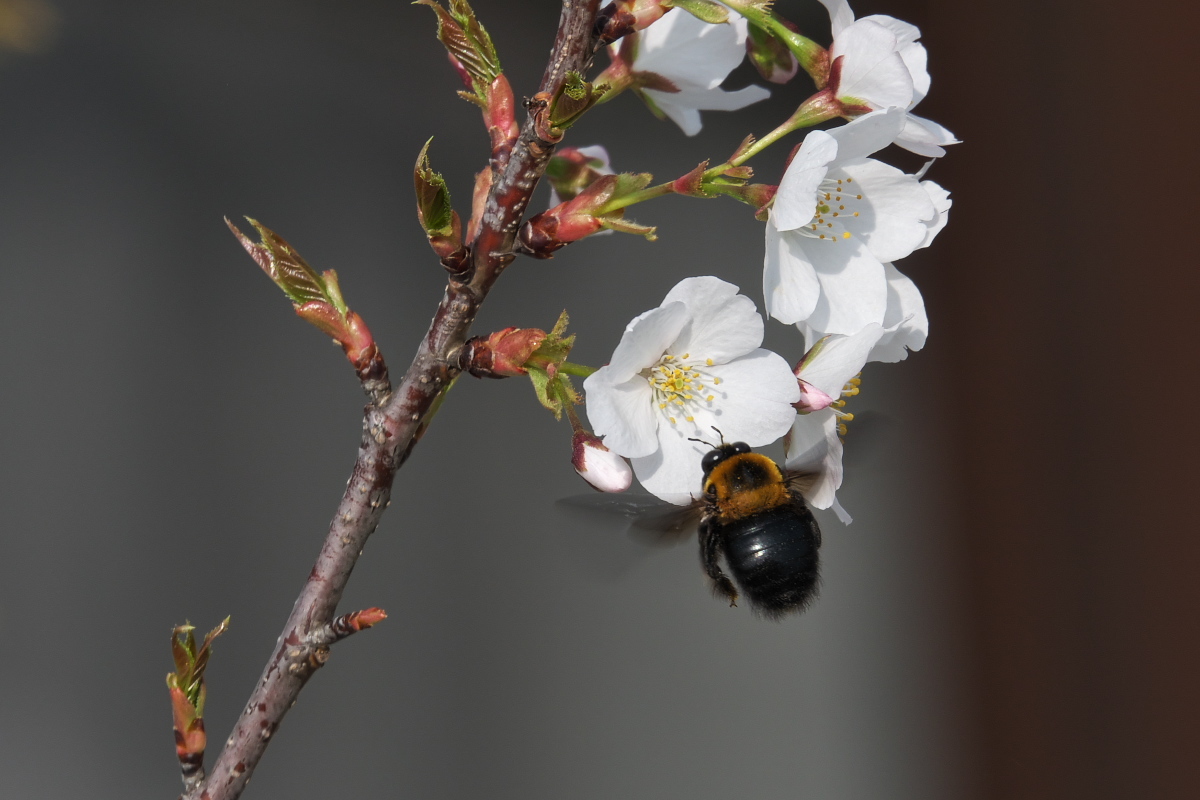 RX10M4で撮る「花と昆虫」_d0137627_23190945.jpg