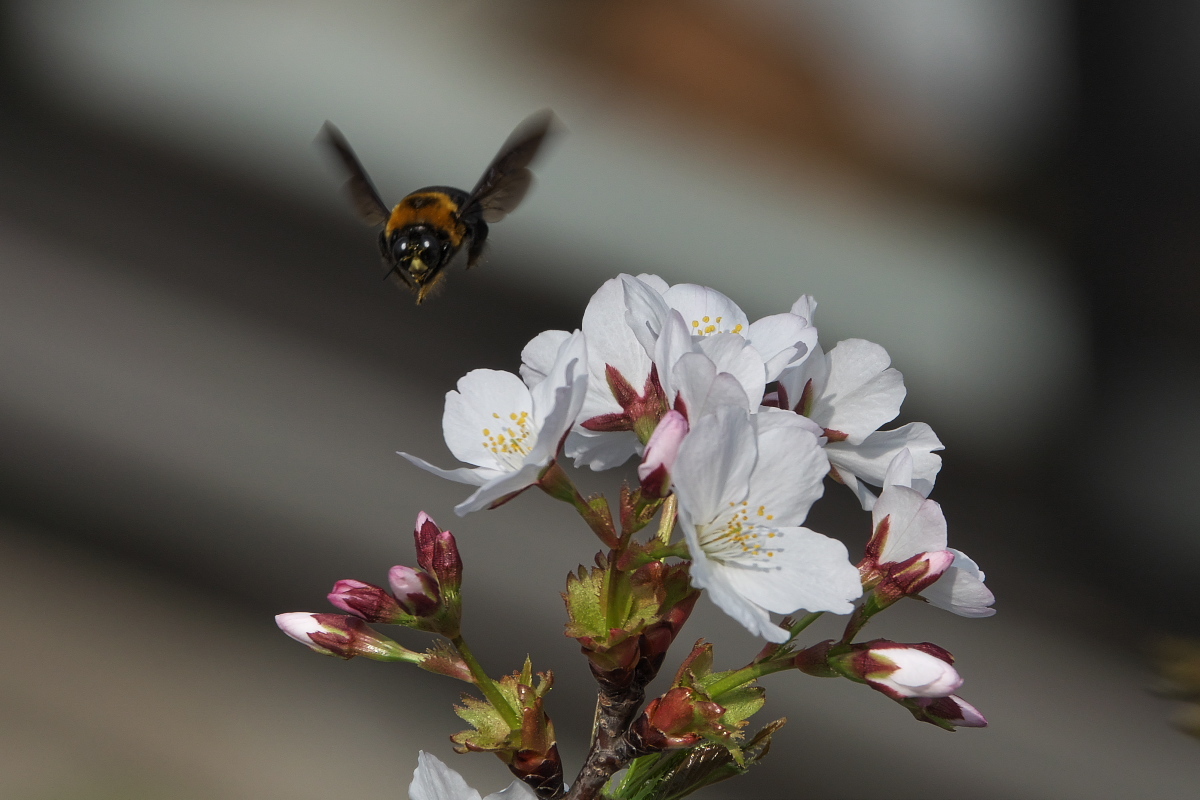 RX10M4で撮る「花と昆虫」_d0137627_23221199.jpg