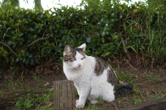 僕の友達にはしっぽがある ～2017.05 @公園ねこ_f0249630_13212320.jpg