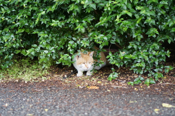 僕の友達にはしっぽがある ～2017.05 @公園ねこ_f0249630_13251120.jpg