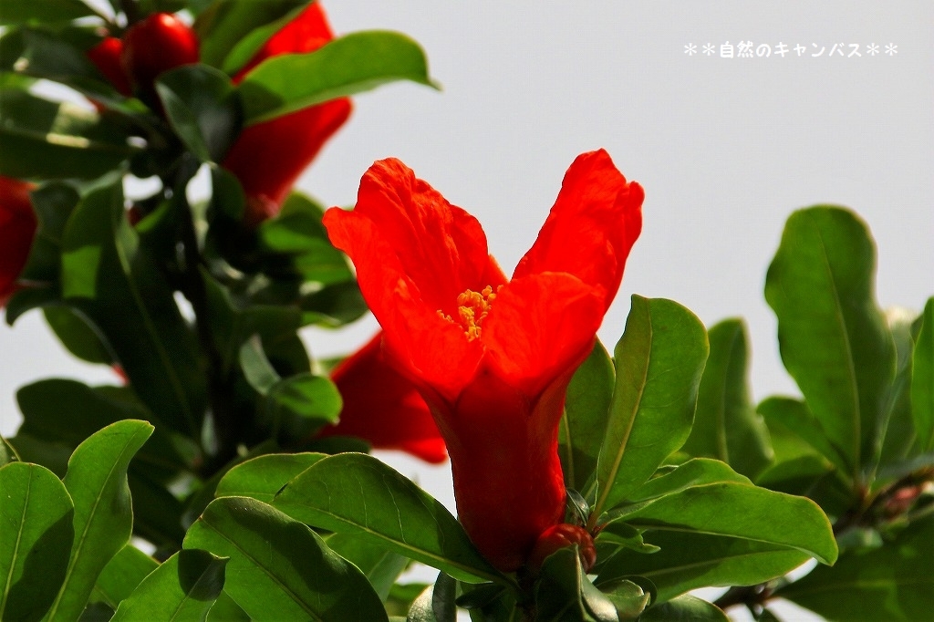 栗の木とザクロの木に花が咲きだしていました(^^♪_e0052135_17562397.jpg