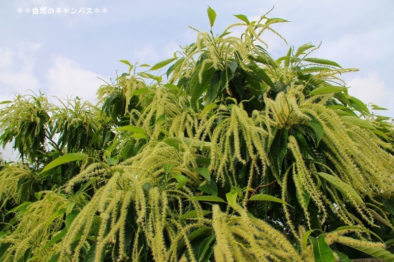 栗の木とザクロの木に花が咲きだしていました(^^♪_e0052135_17562994.jpg