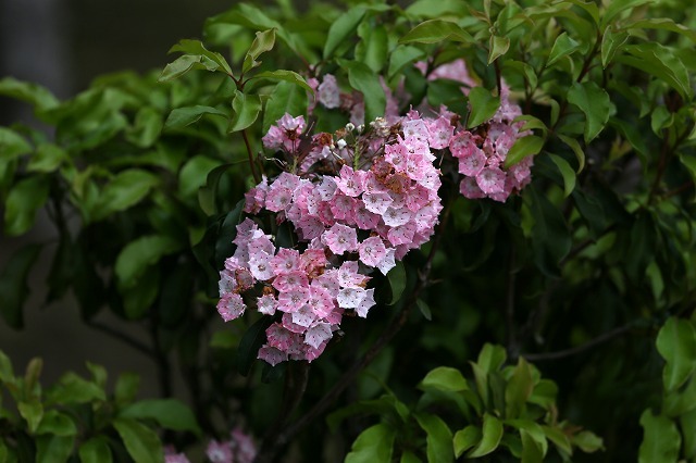 a0242438_19382481.jpg