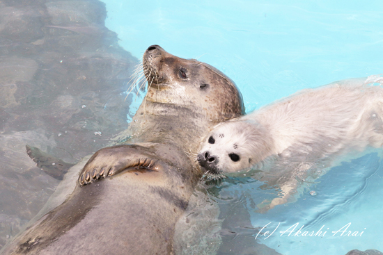 2018 / おたる水族館-7_e0080452_21503237.jpg