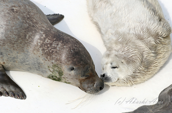 2018 / おたる水族館-7_e0080452_2150744.jpg