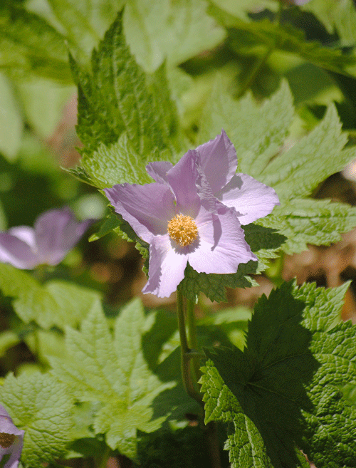 a0001354_23415356.gif