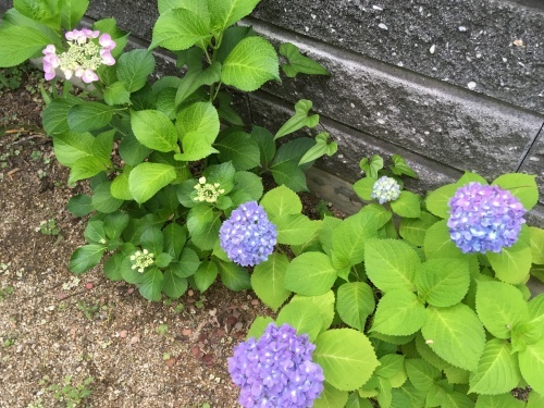 a0152454_07335921.jpeg