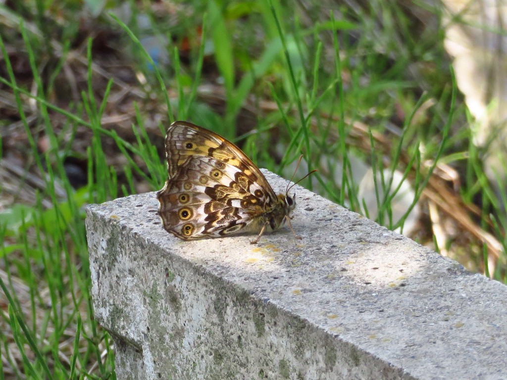 a0018655_09162225.jpg