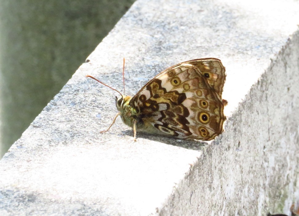 a0018655_09162265.jpg