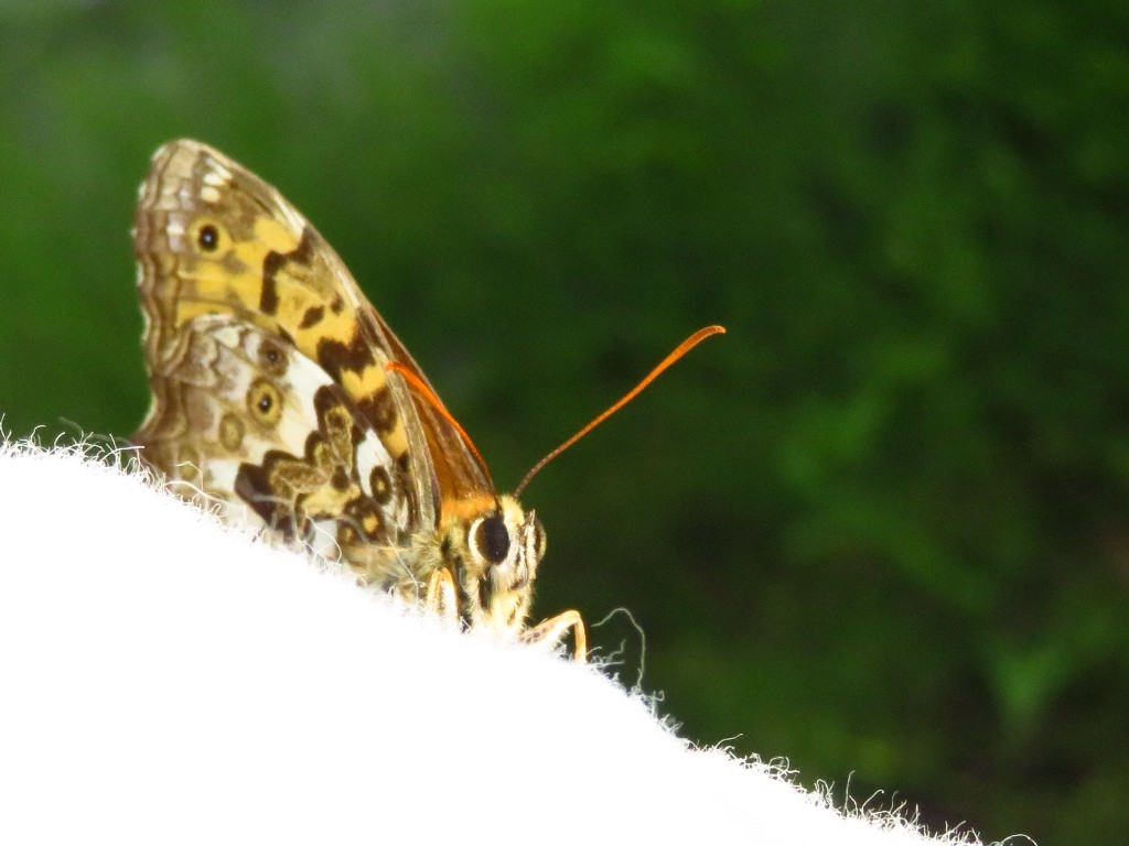 a0018655_09203875.jpg