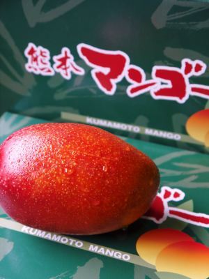 完熟アップルマンゴー 着果の様子を現地取材! まもなく始まる匠の摘果作業!_a0254656_17180775.jpg
