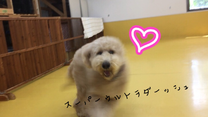 トリミングブログ_f0357682_13230090.jpg