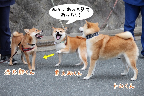 そっくりさん♪_f0357682_15582129.jpg
