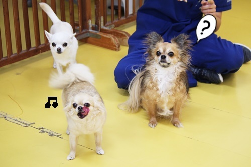 そっくりさん♪_f0357682_15582830.jpg