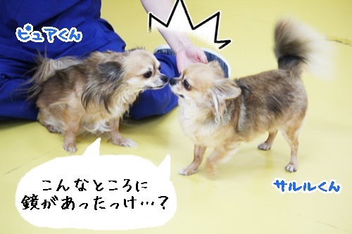 そっくりさん♪_f0357682_15582889.jpg