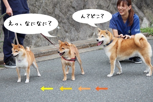 そっくりさん♪_f0357682_16284937.jpg