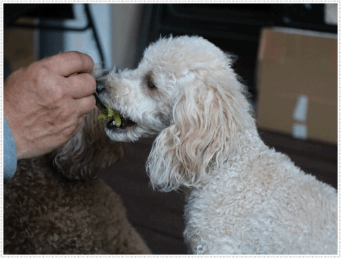 b0175688_20522210.gif