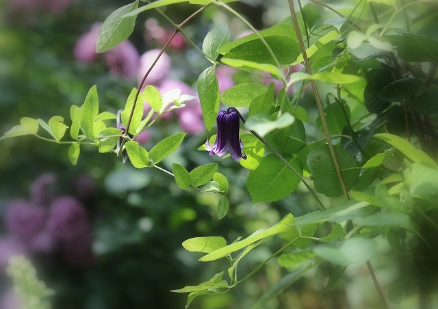 国登録有形文化財のお屋敷で素晴らしい薔薇を楽しむ　Ⅲ_a0260500_20525925.jpg