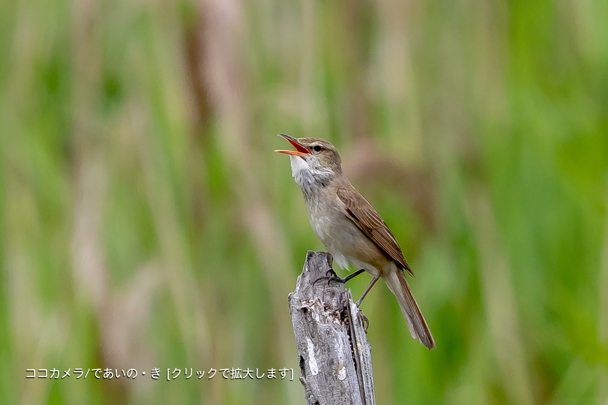 写真日記・多摩川探訪記-その111・河口付近・2018.5.26_c0336400_22202061.jpg