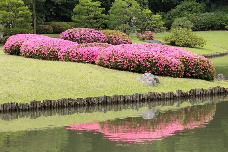 紫陽花に 俺が先だと 皐月咲く 文京区 六義園 旅プラスの日記 紫陽花に 俺が先だと 皐月咲く 文京区 六義園 旅プラスの日記