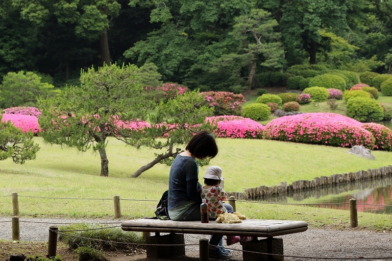 紫陽花に　俺が先だと　皐月咲く　（文京区、六義園）_b0291402_08420409.jpg