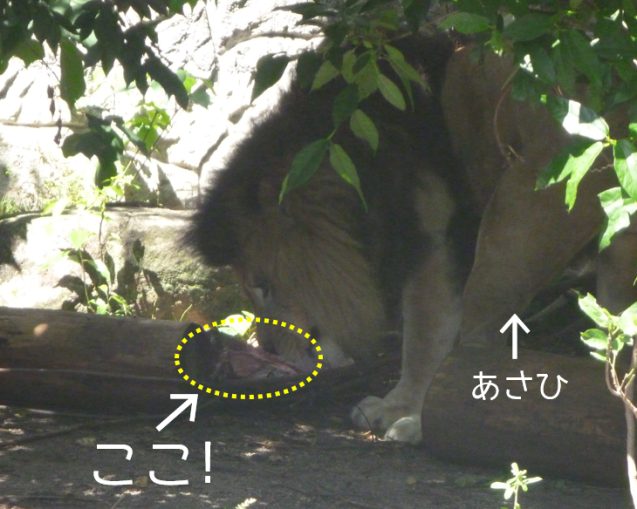 お肉募金はじめます!_c0290504_10162420.png