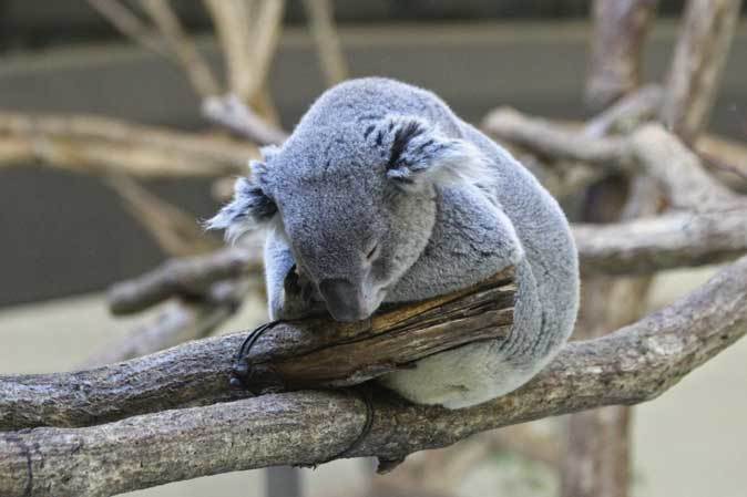 ゴールデンターキンっ仔 仲良し兄妹 ムツ ナズナ 爆睡コアラ コタロウは眠らない 続々 動物園ありマス ゴールデンターキンっ仔 仲良し兄妹 ムツ ナズナ 爆睡コアラ コタロウは眠らない 続々 動物園ありマス